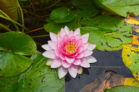 shallow focus photograph of pink flower thumbnail