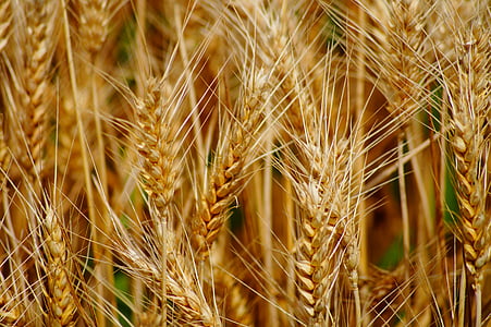 brown wheat close-up photography thumbnail