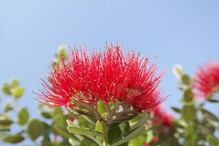 selective focus photography of red flowers thumbnail