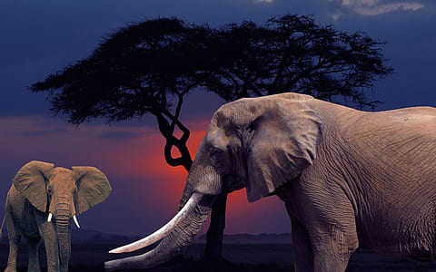 elephant near tree thumbnail