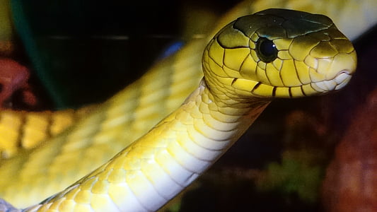 selective focus photography of yellow snake thumbnail