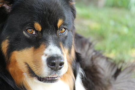 close-up photography of Bernese mountain dog thumbnail
