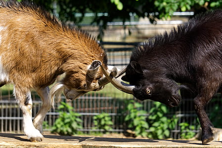 two animals cross horns thumbnail