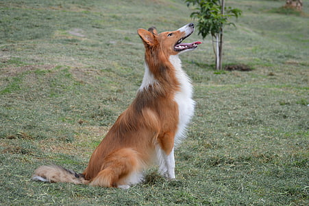 adult tan and white rough collie on grass field thumbnail