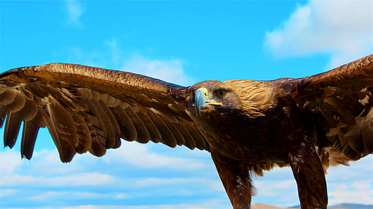 brown soaring wings thumbnail