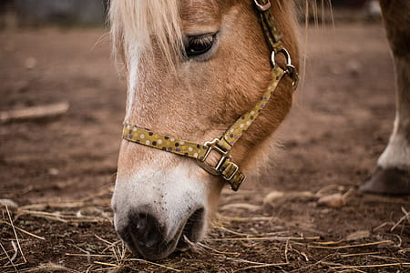 brown horse thumbnail