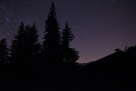 silhouette of trees under starry sky during nighttime thumbnail