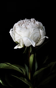 white peony in bloom closeup photography thumbnail