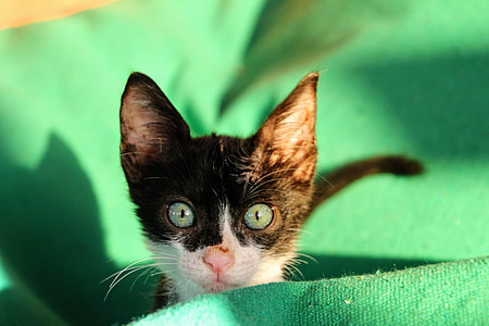 close-up of kitten on green sheet thumbnail