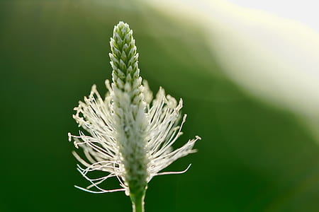 selective focus photography of white and green flower during daytime thumbnail