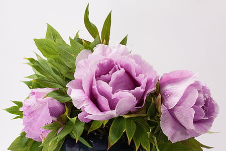 purple and green flowers thumbnail