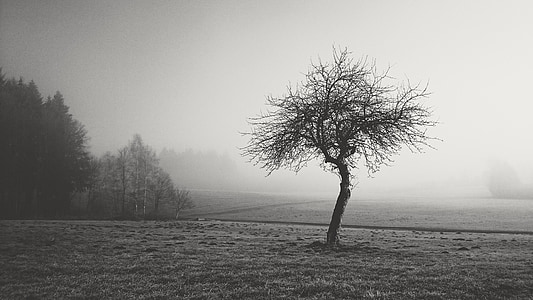 grayscale photo of dried tree thumbnail