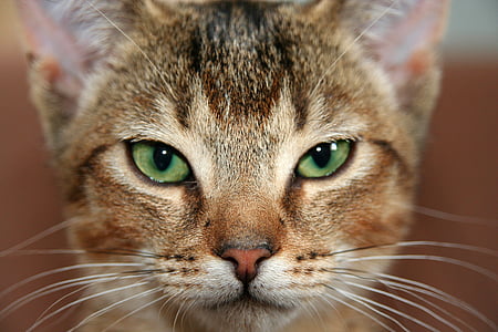 photography of green-eyed brown cat thumbnail