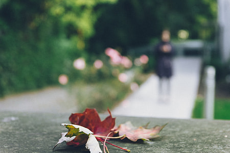 Leaf and silhouette thumbnail