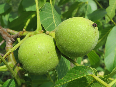 Juglans Regia, Persian Walnut thumbnail
