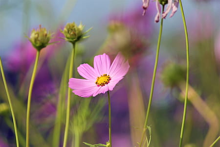 Shallow Focus Photography of Pink Flower thumbnail