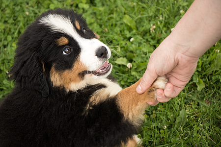 person holding paw of Bernese Mountain puppy sitting on grass at daytime thumbnail