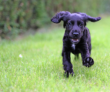medium-coat black puppy running on green lawn grass during daytime thumbnail