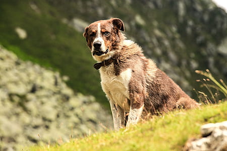 selective focus photography of dog sitting on green grass thumbnail