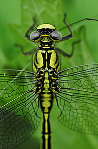 southern giant darner macro photography thumbnail