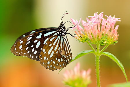 selective focus photo of brown and white butterfly on pink flower during daytime thumbnail