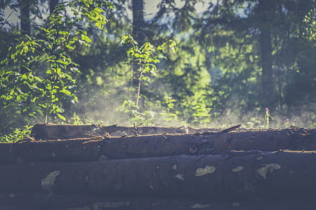 light, landscape, nature, forest thumbnail