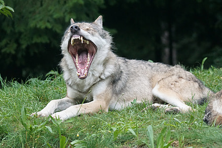 gray wolf lying on green grass field during daytime thumbnail