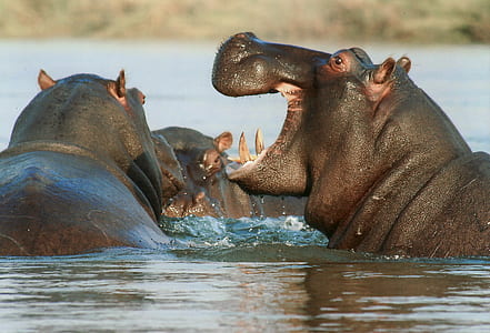 close up photo of three black hippopotamus thumbnail