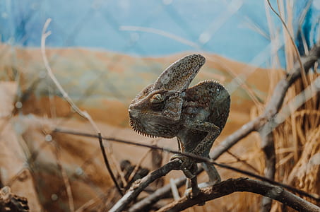 selective focus photography of chameleon thumbnail