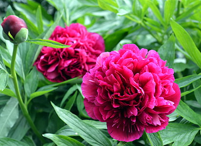 pink petal flowers thumbnail