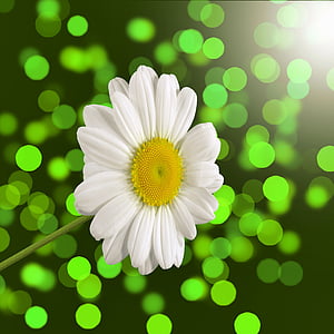 closeup photography of white daisy flower thumbnail