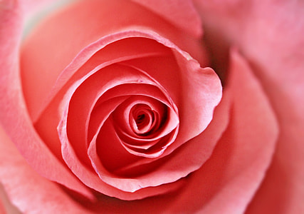 pink red rose photo thumbnail