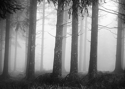 silhouette of trees with fog thumbnail