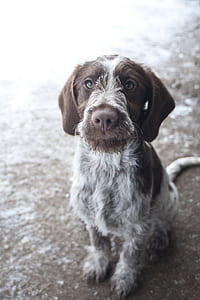 German short-haired pointed puppy close-up photography thumbnail
