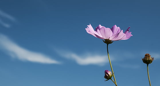 macro photo of pink petaled flower thumbnail