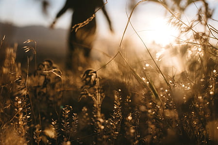 silhouette of person standing behind grasses thumbnail