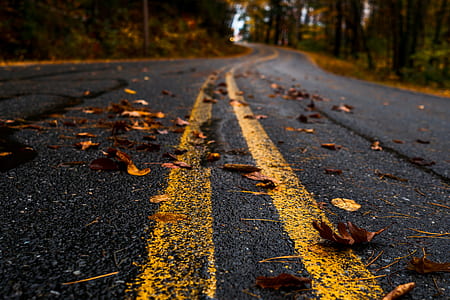 brown dried leaves fallen into gray concrete road thumbnail