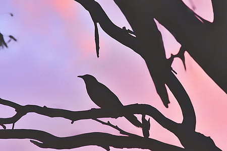 silhouette on bird and tree thumbnail