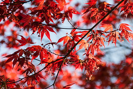 selective focus photography of brown leaf tree thumbnail