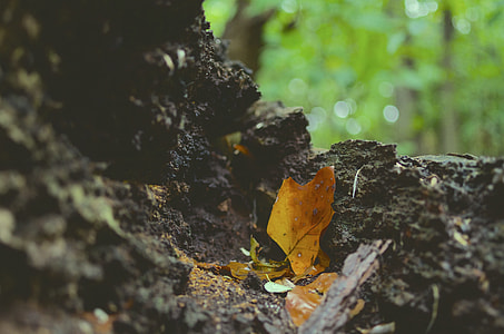 selective focus photography of brown maple leaf thumbnail