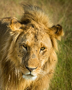 brown lion on forest thumbnail