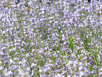 Lavender, Lavender Field thumbnail