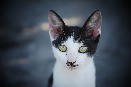 selective focus photography of short-fur white and black cat thumbnail