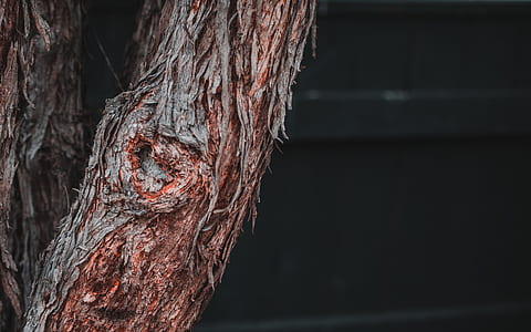 brown tree thumbnail