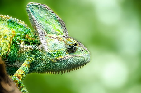 closeup photography of chameleon thumbnail