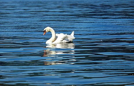 white duck on body of water thumbnail