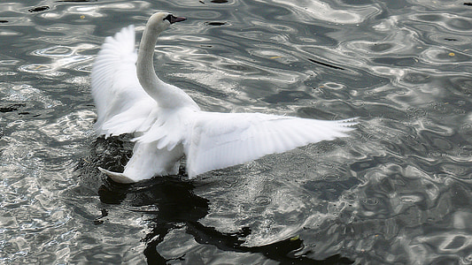 white swan on body of water thumbnail