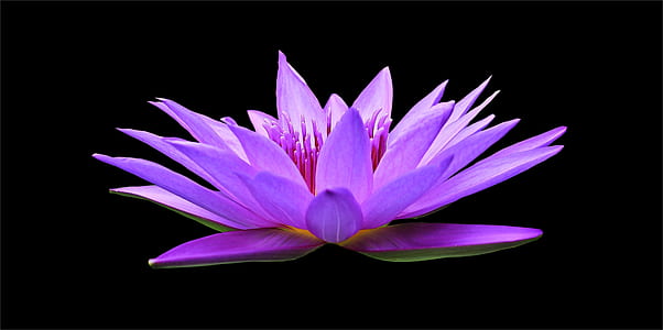 purple petaled flower thumbnail
