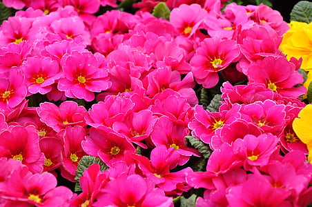 pink petaled flower thumbnail