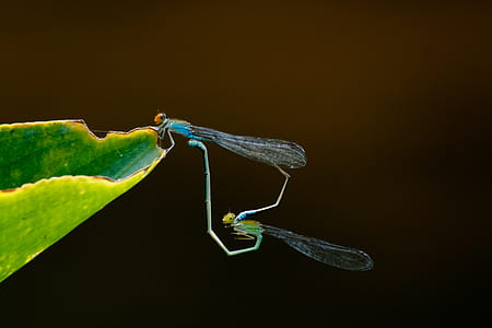 Green and Blue Dragonflies on Green Leaf thumbnail
